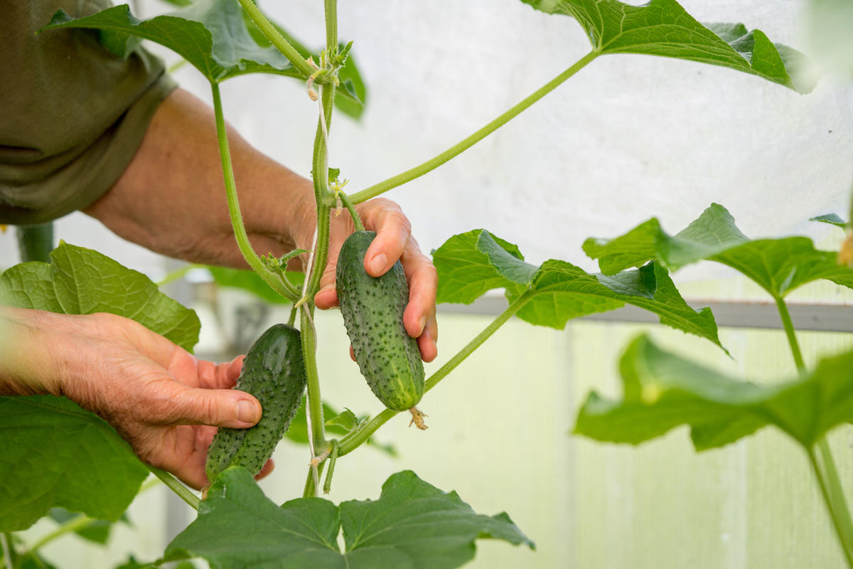 Горький огурец. Огурцов горчат что делать. Огурцов горчат что делать. Огурцов горчат что делать. Горький огурец.